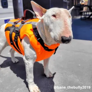 Double Support Dog Life Jacket